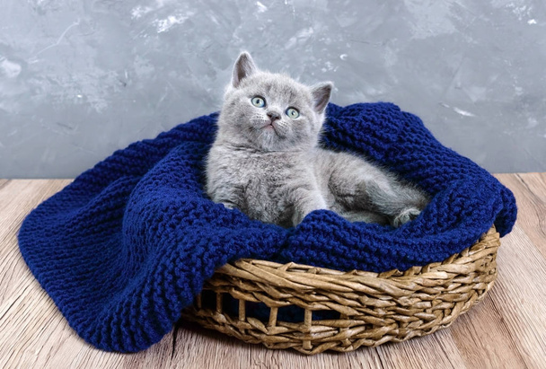 Malé šedé kotě skotský rovný v košíku. Šťastné kotě pohledu zblízka. - Fotografie, Obrázek