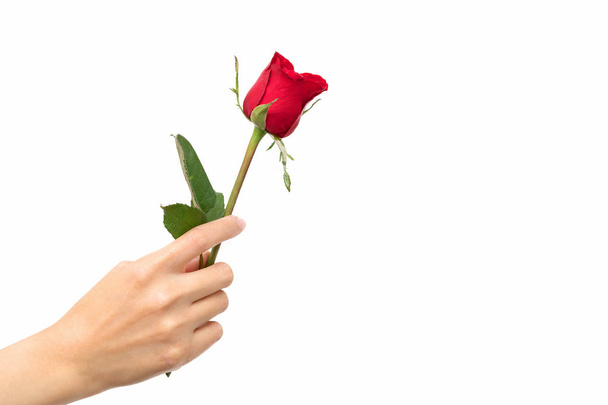 woman hand hold red rose.valentin's day concept all in love  - Φωτογραφία, εικόνα