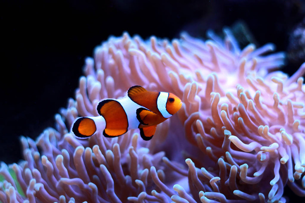 Clownfish el pez de agua salada más popular en acuarios
 - Foto, imagen