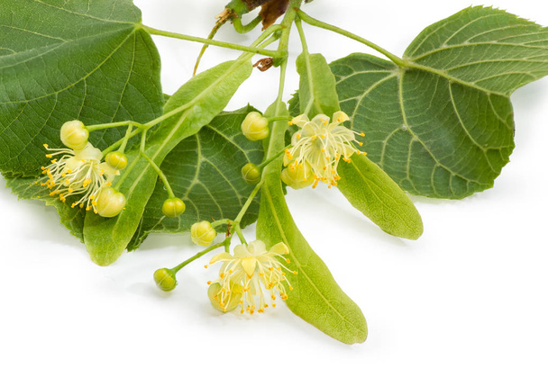 Flowers of the linden closeup on a white background  - Photo, Image