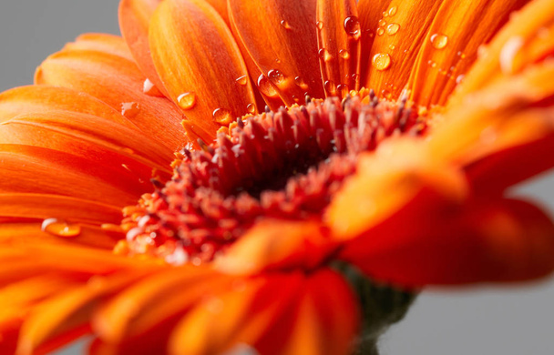Цветок герберы с каплями воды
 - Фото, изображение