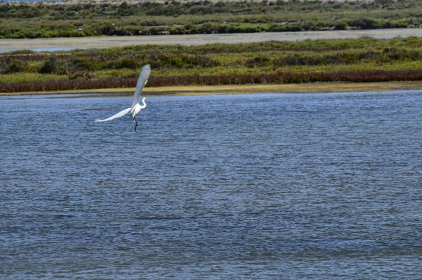 エブロ川の自然保護区の風景です。さまざまな種類の水鳥、サギ、フラミンゴを鑑賞することが可能です。天然塩の生産のための塩の干潟、汽水湿地水. - 写真・画像
