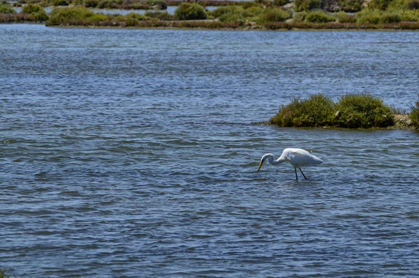 A paisagem da reserva natural do rio Ebro. É possível admirar várias espécies de aves aquáticas, garças e flamingos. Águas argilosas e pantanosas, salinas para a produção de sal natural
. - Foto, Imagem