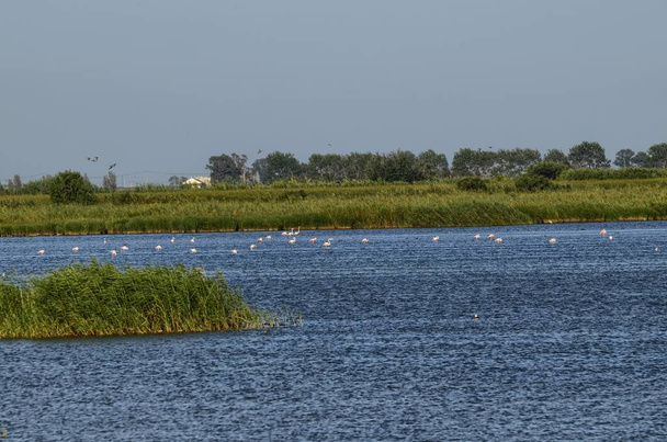 Ebro Nehri'nin tabiatı manzara. Su kuşları, balıkçıllar ve flamingolar çeşitli tür takdir etmek mümkündür. Tuzlu ve bataklık suları, doğal tuz üretimi için tuz tava. - Fotoğraf, Görsel