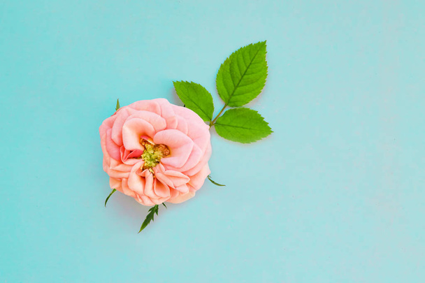 Pink flower with plant leaves on light blue pastel paper background, top view, copy space, flat lay - Фото, зображення