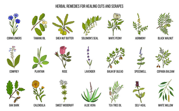 Herbal remedies for healing cuts and scrapes - Вектор,изображение