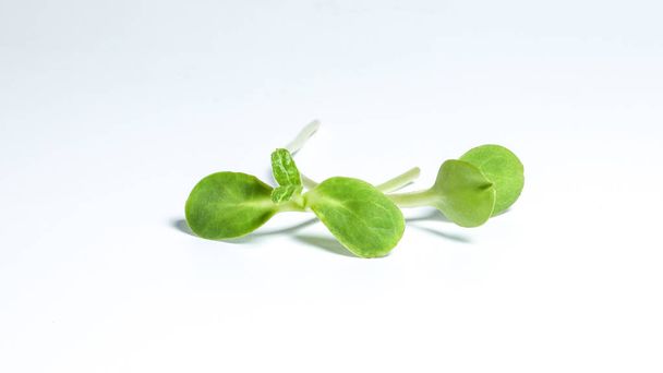 Green sunflower sprout - Фото, изображение