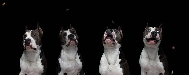 walk psów ras - amerykański pit bull terrier - na czarnym tle w studio na białym tle. kolaż - Zdjęcie, obraz