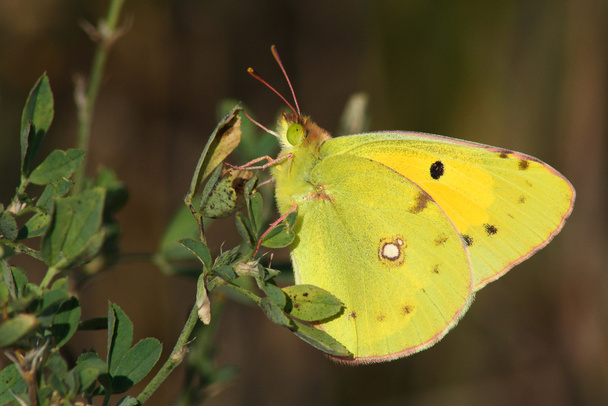 Butterfly (Colias crocea) - Photo, Image