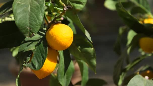 Panák čerstvých citronů roste na stromě - Záběry, video