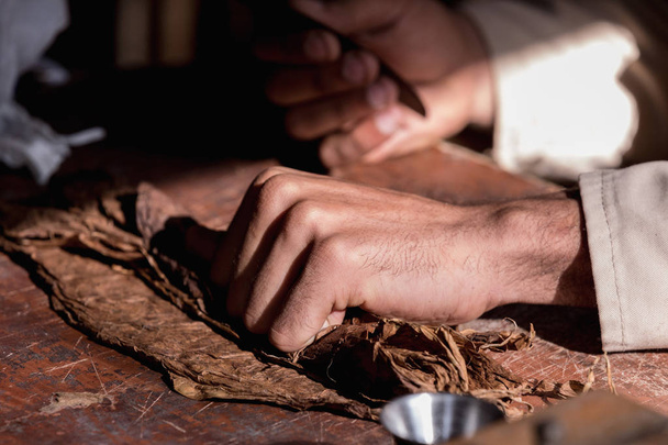 Close-up of hands wrapped from the dry tobacco leaves of a true Cuban cigar. - Photo, Image