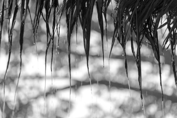 струмки дощу падають з соломинки. дах з натуральних матеріалів
 - Фото, зображення