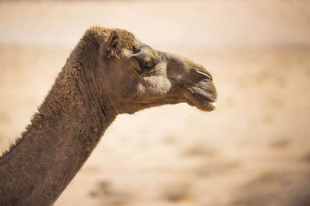 Καμήλα κεφάλι πλάγια άποψη. Ζώα της ερήμου - Φωτογραφία, εικόνα