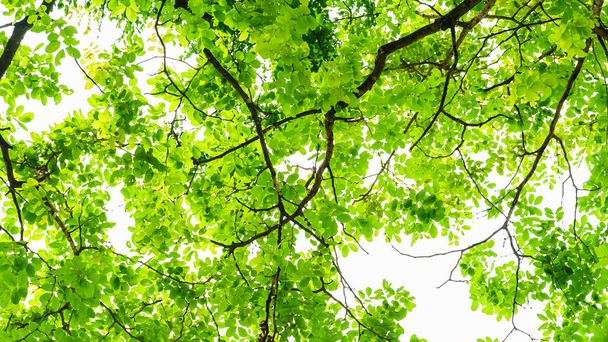 ακουαρέλα πράσινα φύλλα δέντρα φόντο - Φωτογραφία, εικόνα
