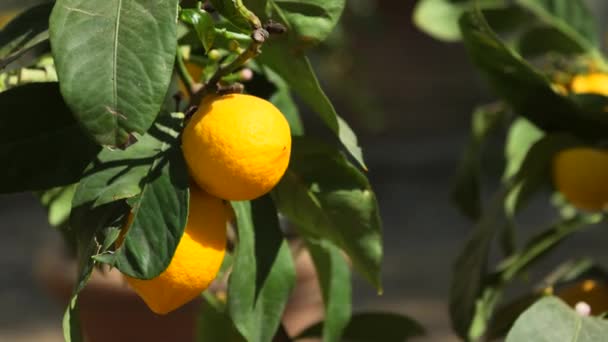 Egy lövés a friss citrom egy fa nő - Felvétel, videó