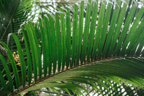 Palmenbrunch. grüne Blätter Hintergrund. Tapete mit dünnen Palmblättern. - Foto, Bild