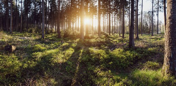Silent Forest at spring with beautiful bright sun panroama - Valokuva, kuva