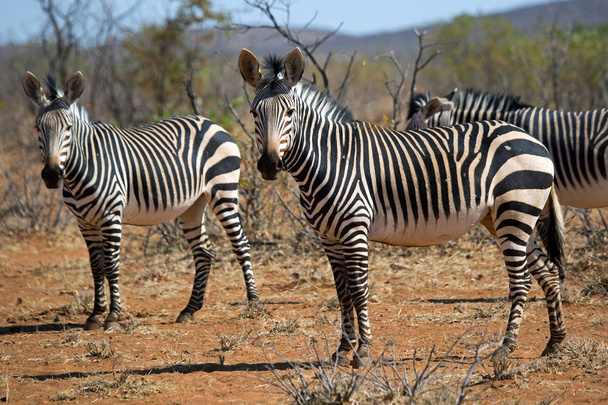 Zebra, Wildlife in Etosha National Park, Namibia Africa Beauty Queen - Photo, Image