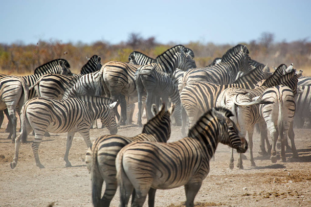 ゼブラ、エトーシャ国立公園、ナミビアのアフリカの野生動物 - 写真・画像