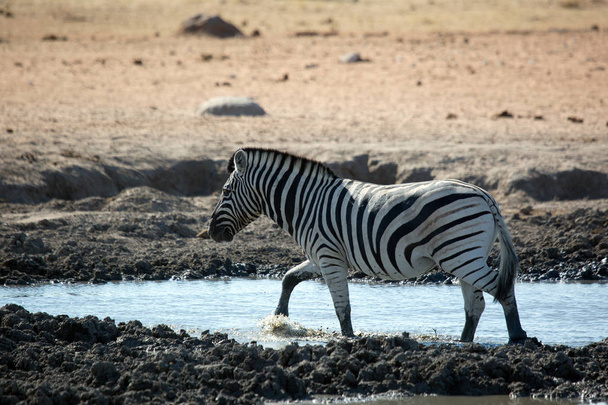 Zebra, a vadon élő Etosha nemzeti parkban, Namíbia Afrikában szépségkirálynő - Fotó, kép