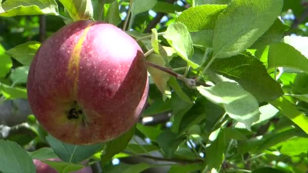 Powiew jesieni popycha, że słodki zapach słońcem dojrzałych pyszne jabłka, utrzymujące się na farmie - Materiał filmowy, wideo