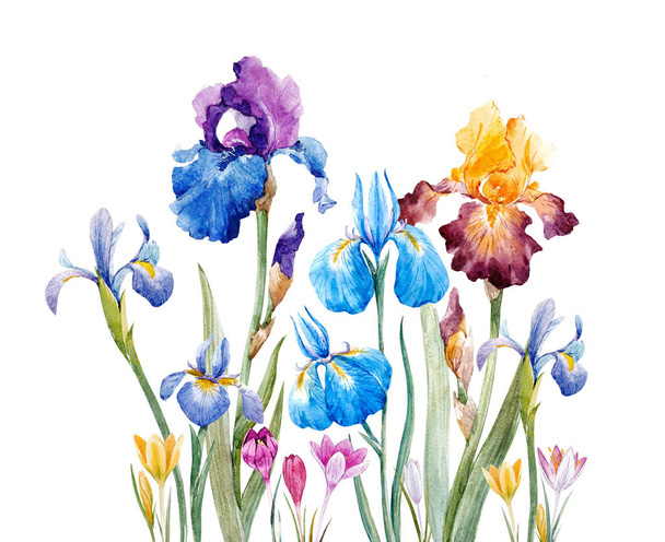 Watercolor iris composition - Photo, image