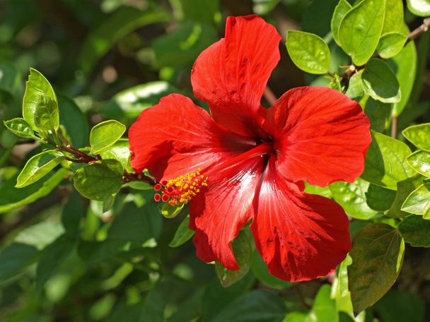 czerwony hibiscus - Zdjęcie, obraz