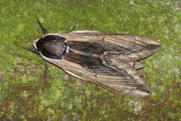 Hawk moth (Sphinx ligustri) - Photo, Image