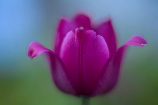 view on closeup of Tulip (Tulipa) - Photo, image