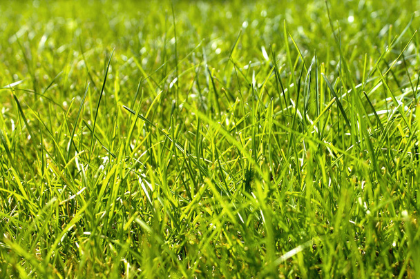 Close-up geschoten op lente groen gras. Lente achtergrond. - Foto, afbeelding
