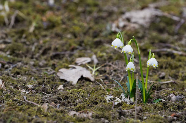 Bela floração de flores brancas floco de neve primavera
 - Foto, Imagem