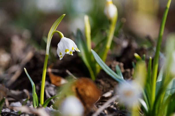 Beautiful blooming of White spring snowflake flower - Photo, Image