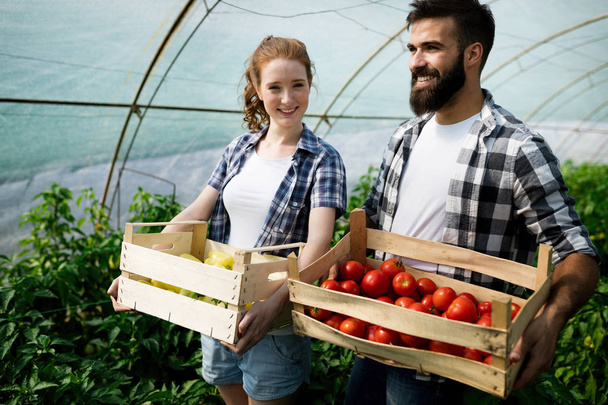 Young happy couple of farmers working in greenhouse - 写真・画像