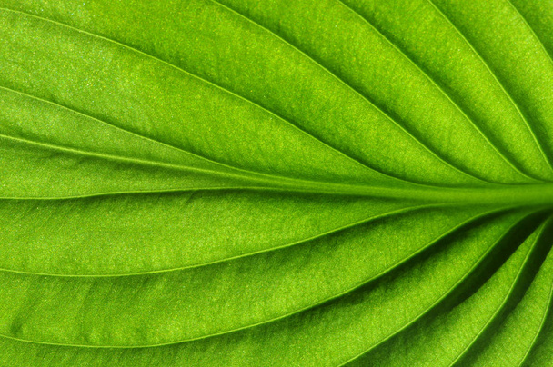  Textura de hoja verde
 - Foto, imagen