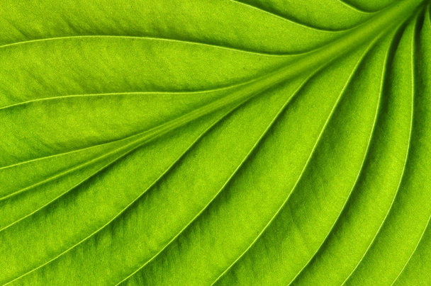  πράσινο φύλλο υφή - Φωτογραφία, εικόνα