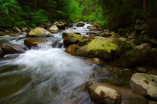 Mountain river in the green forest - Foto, immagini