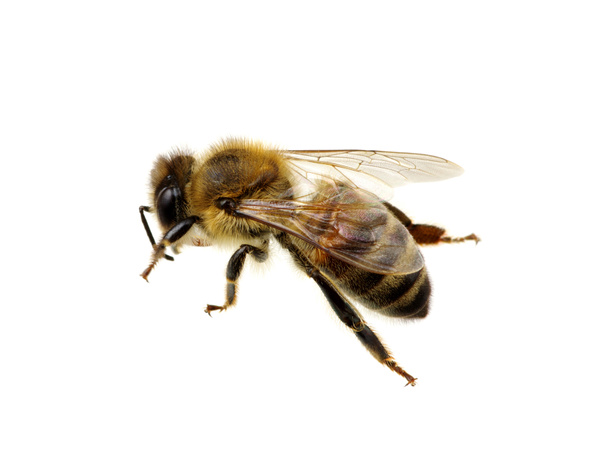 abeja  - Foto, imagen