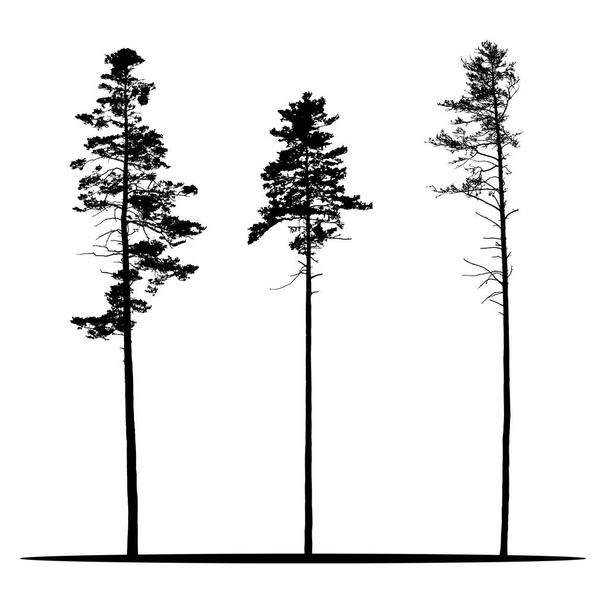 Sada realistická vektorová siluety jehličnatých stromů - izolované na bílém pozadí - Vektor, obrázek