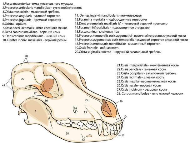 Der Schädel eines Hundes. Struktur der Knochen des Kopfes, anatomisches Design. auf Russisch und Latein - Vektor, Bild