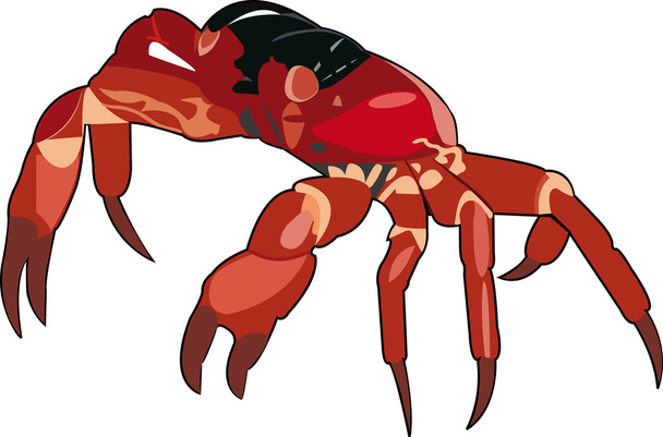 Crab - Vector, Image