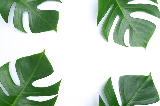tropical botanical  leaves backgrounds on white - Photo, Image