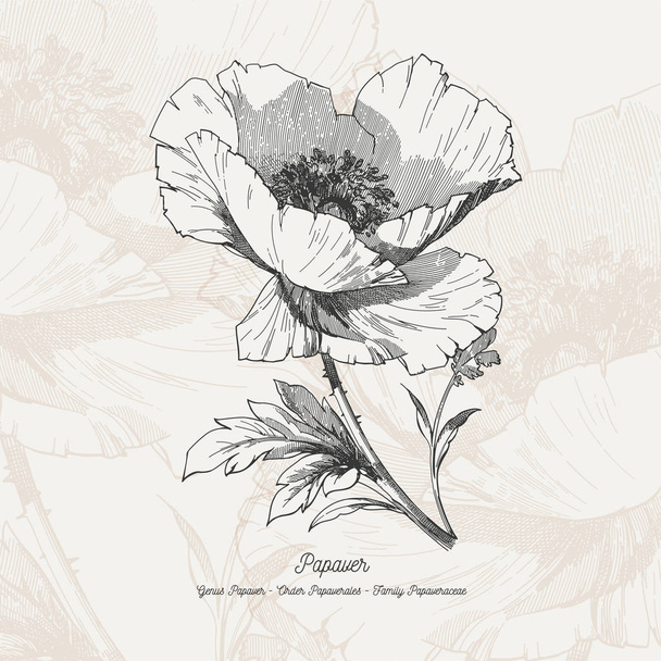 Πλήρη διανυσματικά εικονογράφηση λουλούδι - Διάνυσμα, εικόνα