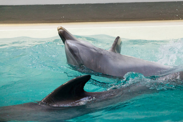 a dolphin swims in a large pool - Photo, Image