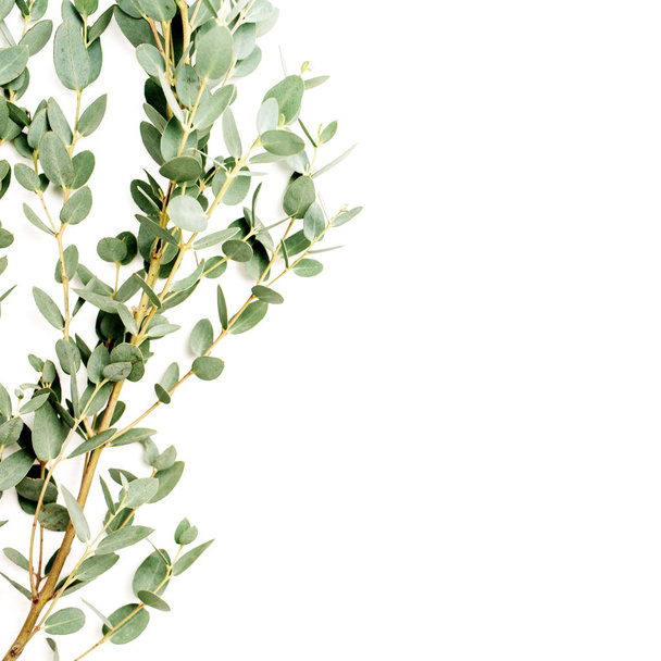 Eukaliptusz ág fehér háttér. Minimális tavaszi virágos koncepció. Lapos feküdt, top view. - Fotó, kép