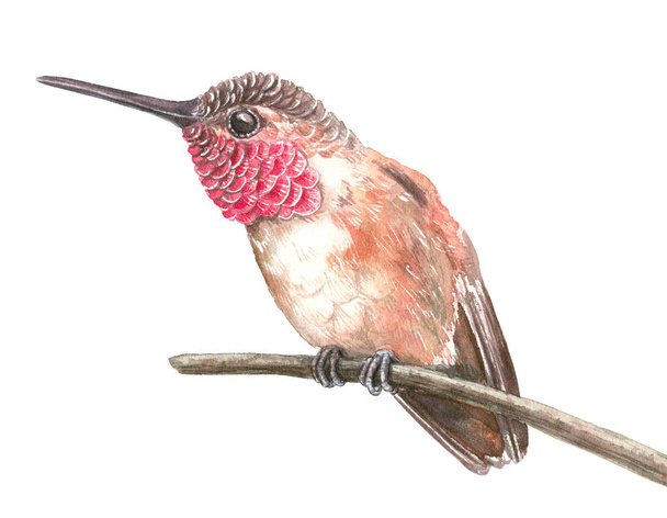 Hummingbird watercolor design element - Фото, изображение