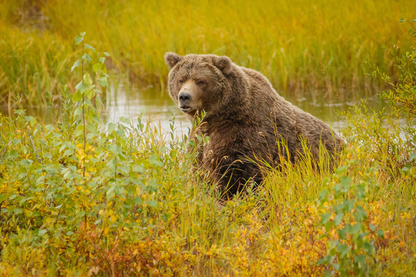 Τεράστια αρκούδα στο Brooks στρατόπεδο στην Αλάσκα - Φωτογραφία, εικόνα