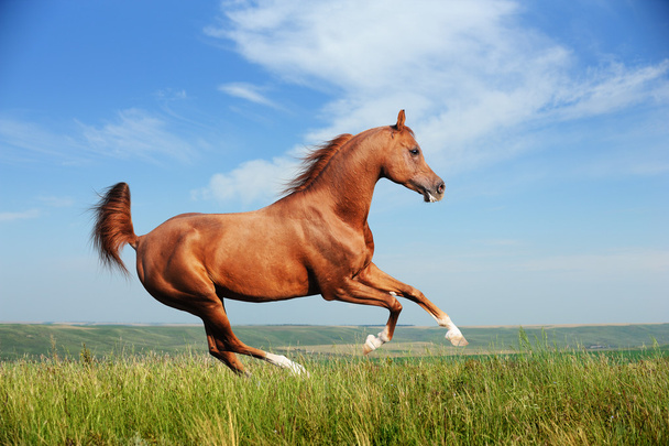 Bel cavallo arabo rosso galoppo in esecuzione
 - Foto, immagini