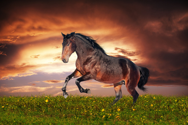 Hermoso caballo marrón corriendo galope
 - Foto, Imagen