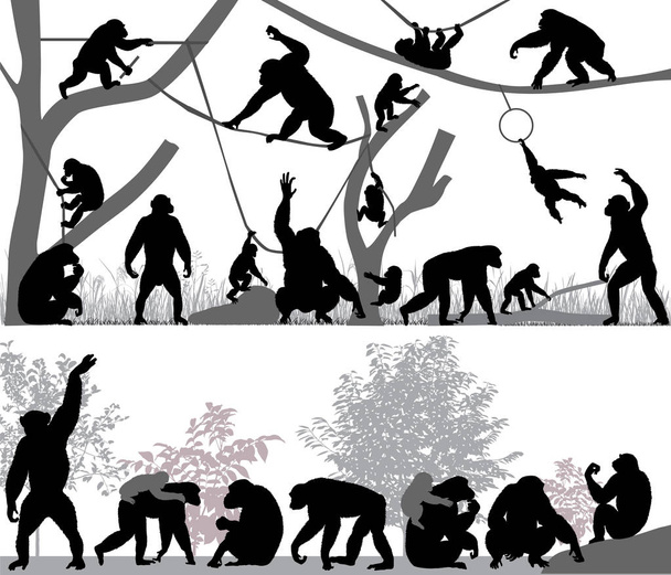 Силуэты шимпанзе и их детёнышей на открытом воздухе
 - Вектор,изображение