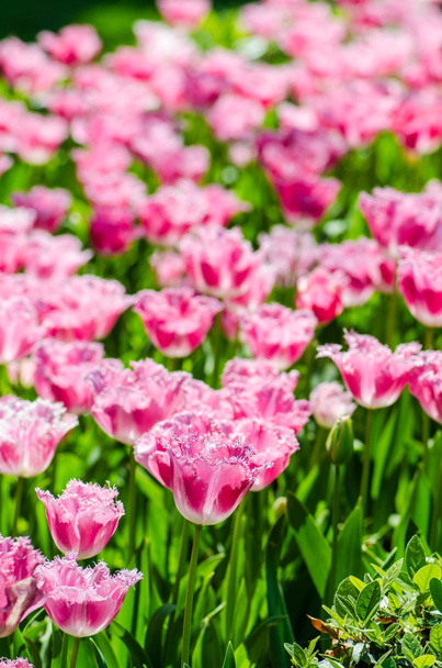 Tulip field on bright summer day - Фото, изображение